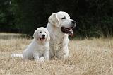GOLDEN RETRIEVER 717